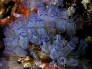 sea squirts resemble the species from the Cambrian Explosion that are from our phylum, chordata. Even after the Cambrian Explosion, we need evolution to explain how we got from sea squirts to humans